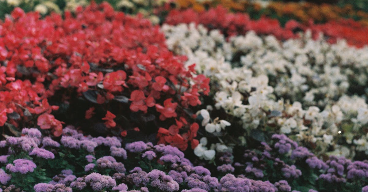 افتتاح معرض زهور الربيع بالمتحف الزراعي