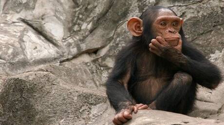 Discover remains of ancient primate in Egypt