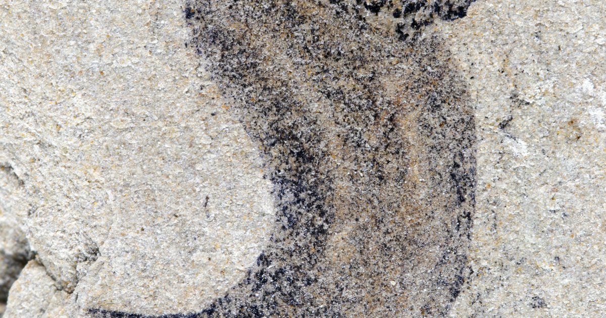 Découvertes fossiles redéfinissent notre compréhension de la vie