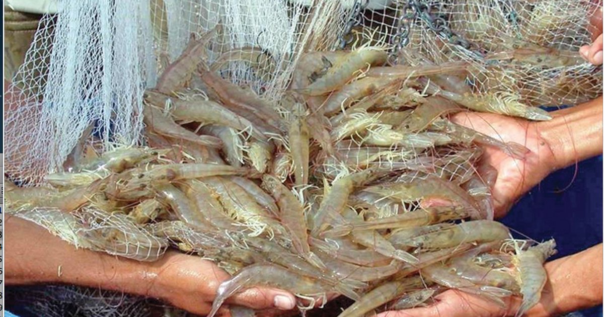 Transformar el camarón muerto en oro marino