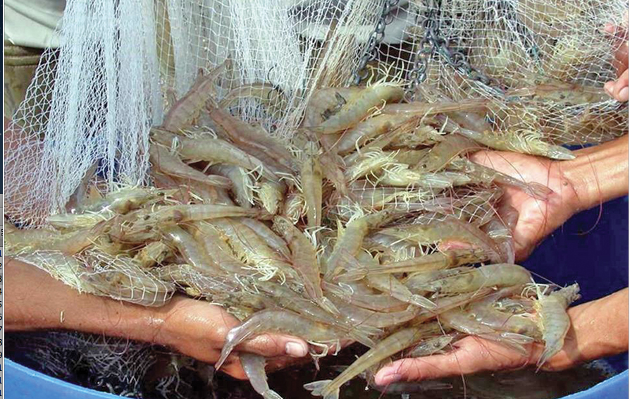 تحويل الروبيان النافق في عمان إلى ذهب بحري