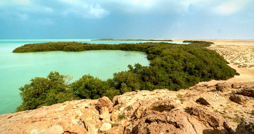 Apparition des poissons hared sur les plages des îles Farasan