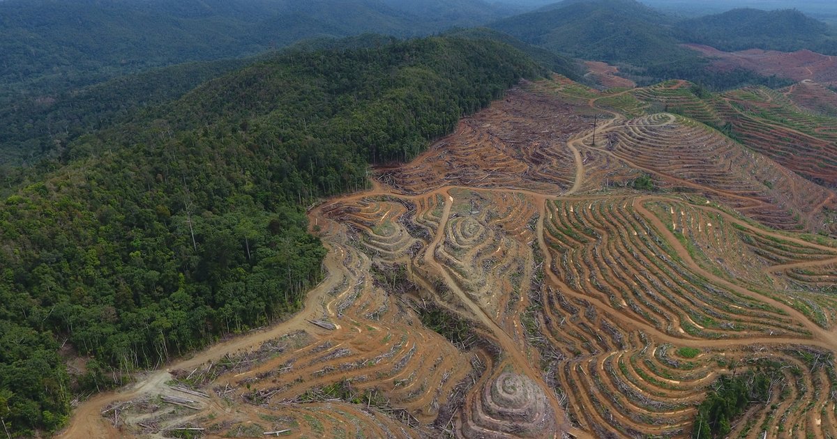 Festnahme eines Verdächtigen wegen Abholzung in Indonesien