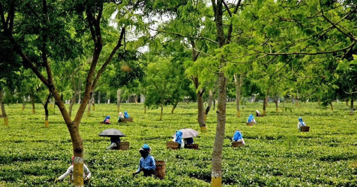 Visite de Modi aux travailleurs du thé en Assam