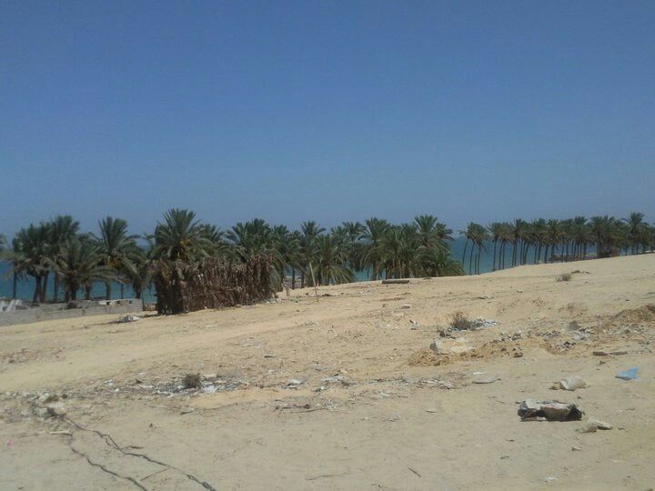 احتفال جامعة العريش بذكرى تحرير سيناء