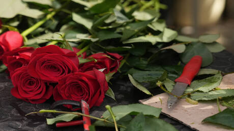 Kenia: Verluste im Blumensektor durch Krieg auf 1,4 Mio. Dollar