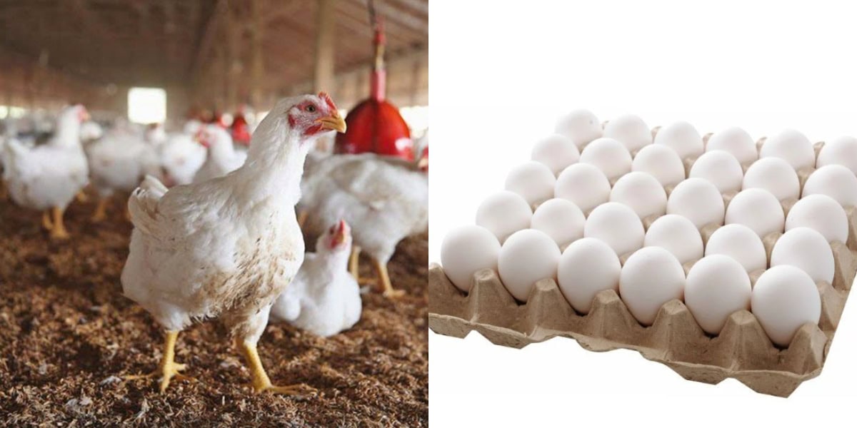 أسعار الفراخ وكرتونة البيض في مطروح اليوم