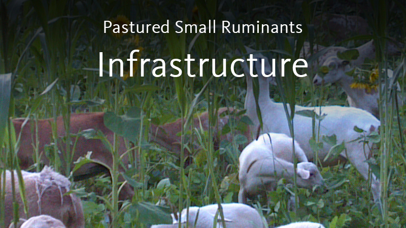 دراسة تعزز إنتاجية المجترات الصغيرة والأمن الغذائي