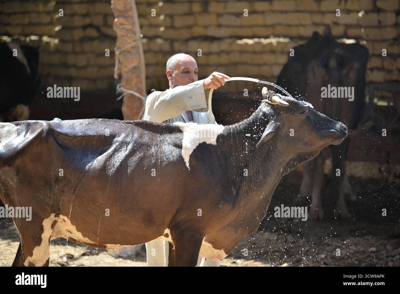 فحص 555 ألف طائر و180 ألف رأس ماشية في مصر لمراقبة الأوبئة