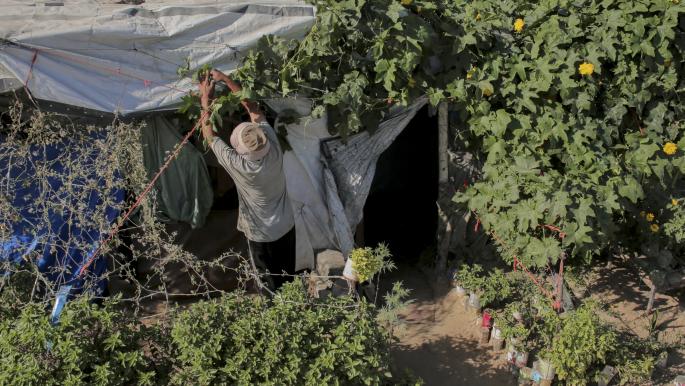One Million Seedlings Initiative in Gaza for Food Security