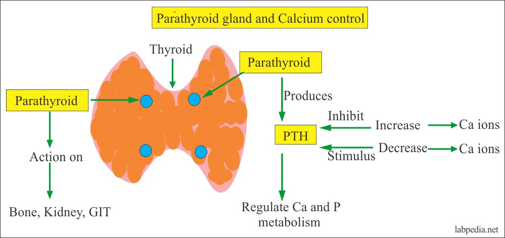 Parathyroid Hormone and Lower Back Pain Relief