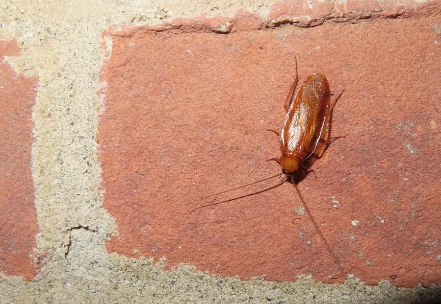 صراصير الخشب: ولاء فريد عبر قضم الأجنحة