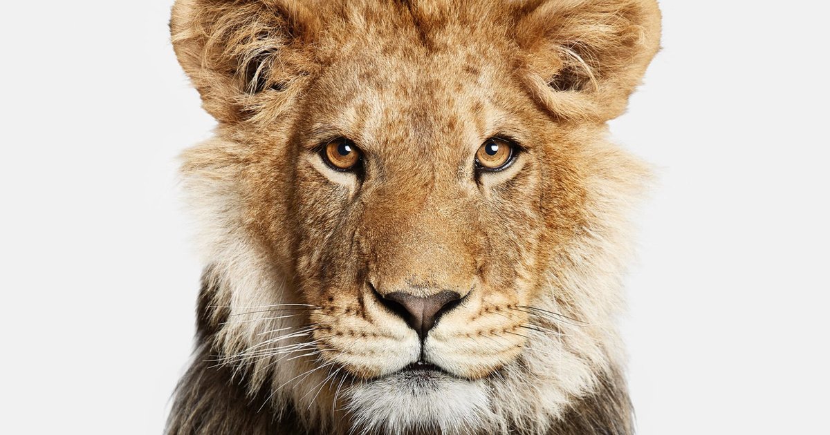 Washington bestätigt keine Bodentruppen für Iran