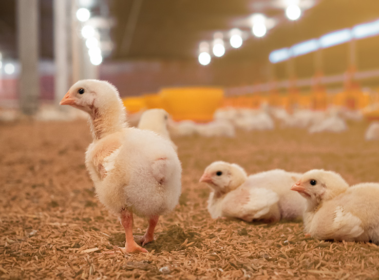 تكنولوجيا صينية تعزز كفاءة مزارع الدواجن في إندونيسيا