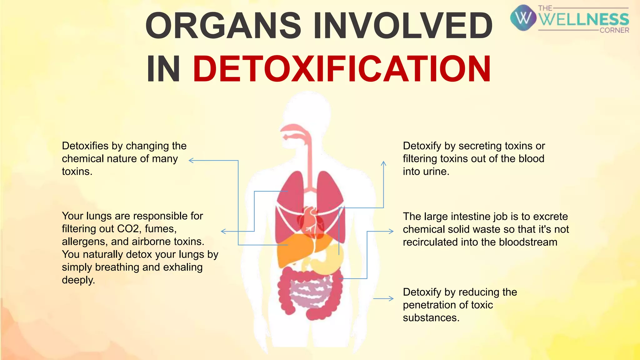 Seven Body Organs and Their Role in Self-Purification