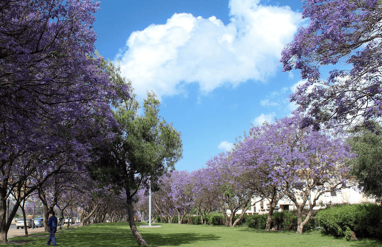 إقبال على مواقع الجاكرندا في أبها خلال الربيع