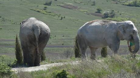 فيل يدهس رجل أعمال أمريكيا في إفريقيا
