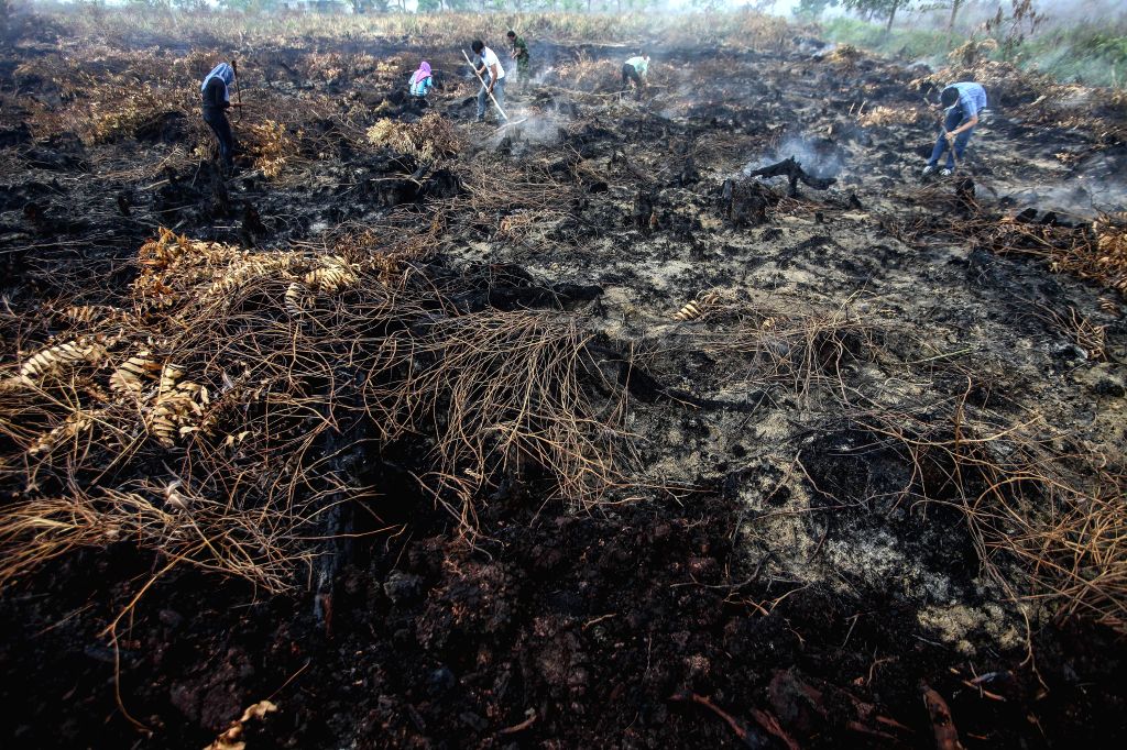 حرائق الغابات في رياوا الإندونيسية: جهود الإطفاء والتحديات