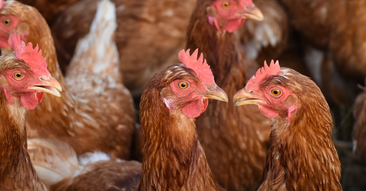 Augmentation des prix du poulet blanc en Égypte 2026