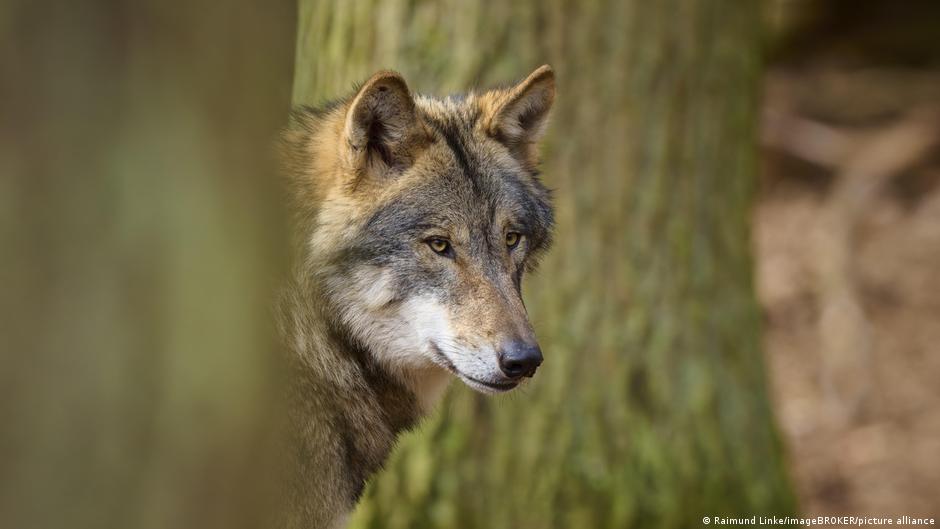 Attaque rare d'un loup à Hambourg en Allemagne
