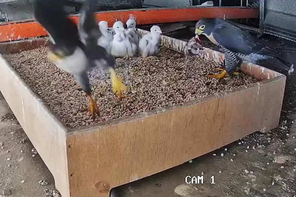 La mort d'un jeune faucon pèlerin à Singapour