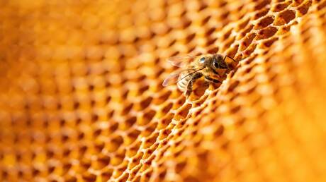 Déplacer les ruches au Liban pour protéger l'agriculture