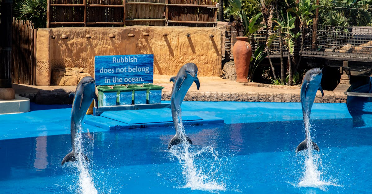 Les dauphins battent les éléphants pour la 15e fois