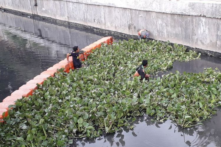 Élimination des plantes d'ecching au lac Pluit à Jakarta