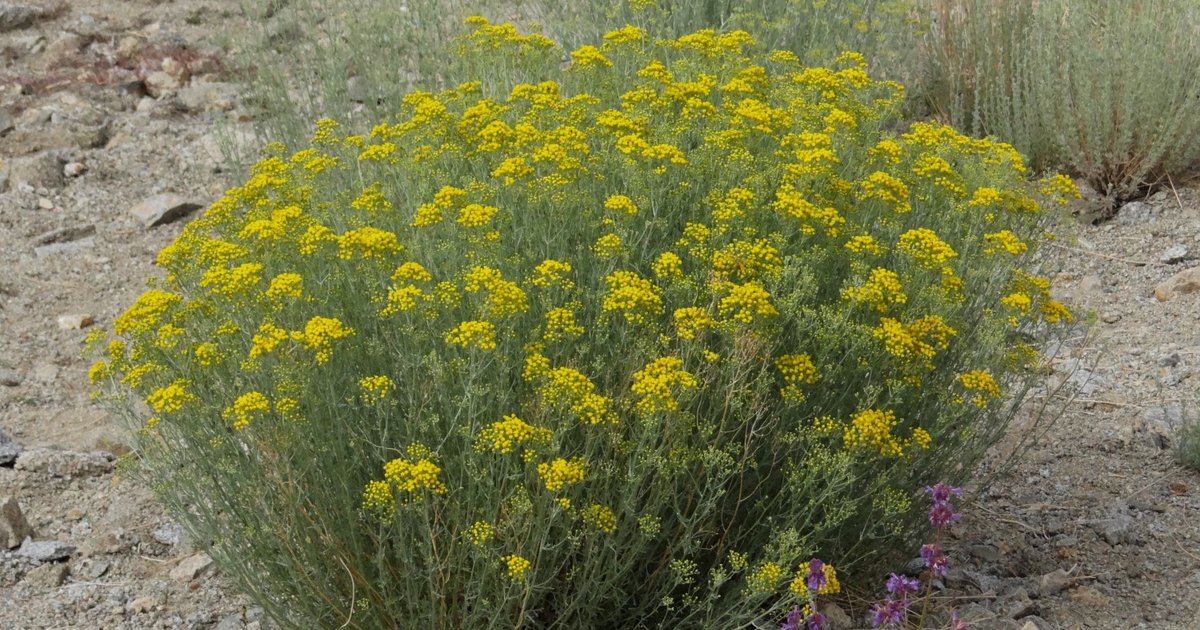 Plantes désertiques tunisiennes révèlent de nouvelles propriétés médicinales