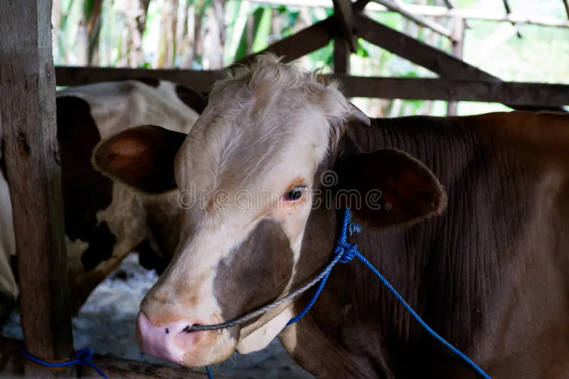 Préparations de l'Indonésie pour l'Aïd al-Adha 2026