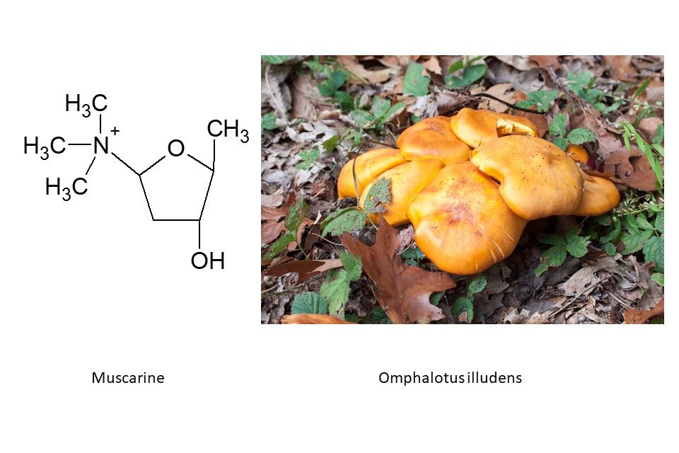 تحذير من فطر براري الرس: احتمالية سميته
