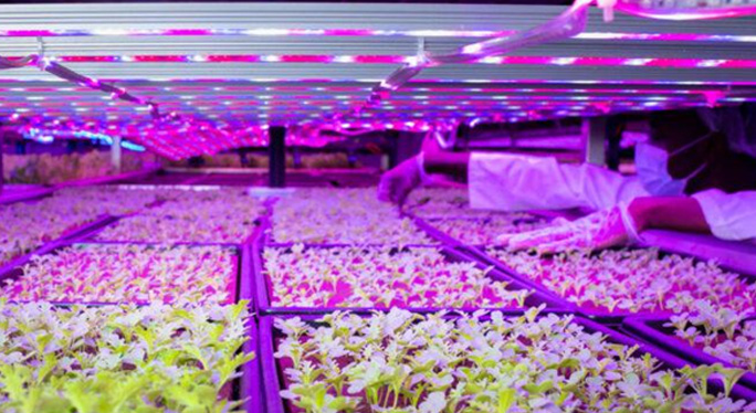 الإمارات والزراعة العمودية: نحو مستقبل غذائي مستدام