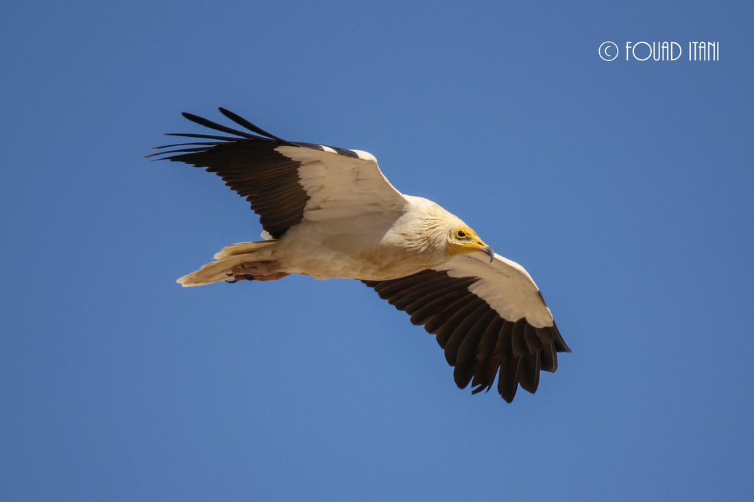 حماية الطيور المهاجرة في لبنان