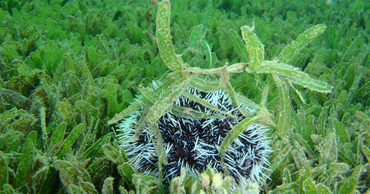 ASEAN startet Projekt zur Bekämpfung invasiver Arten