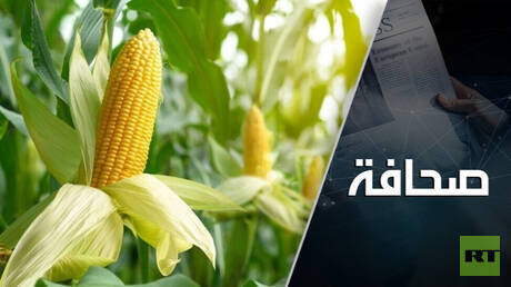 Augmentation des importations de maïs russe par la Turquie