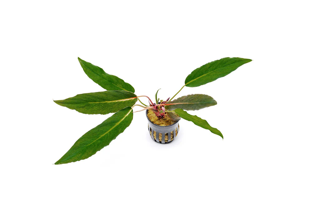 اكتشاف نبات مهدد بالانقراض في سومطرة