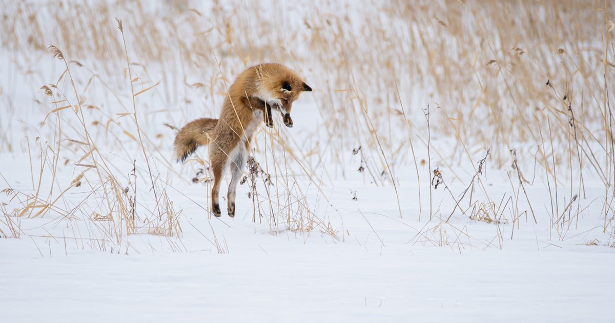 Tierische Jagd in Apex: Menschen verletzt