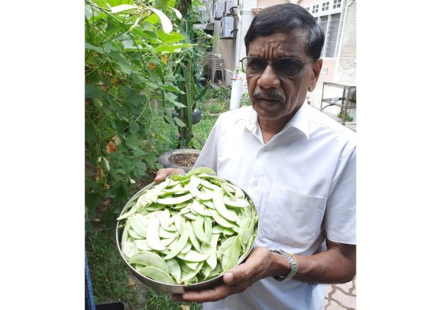 Gemüseanbau zu Hause gegen Preiserhöhungen