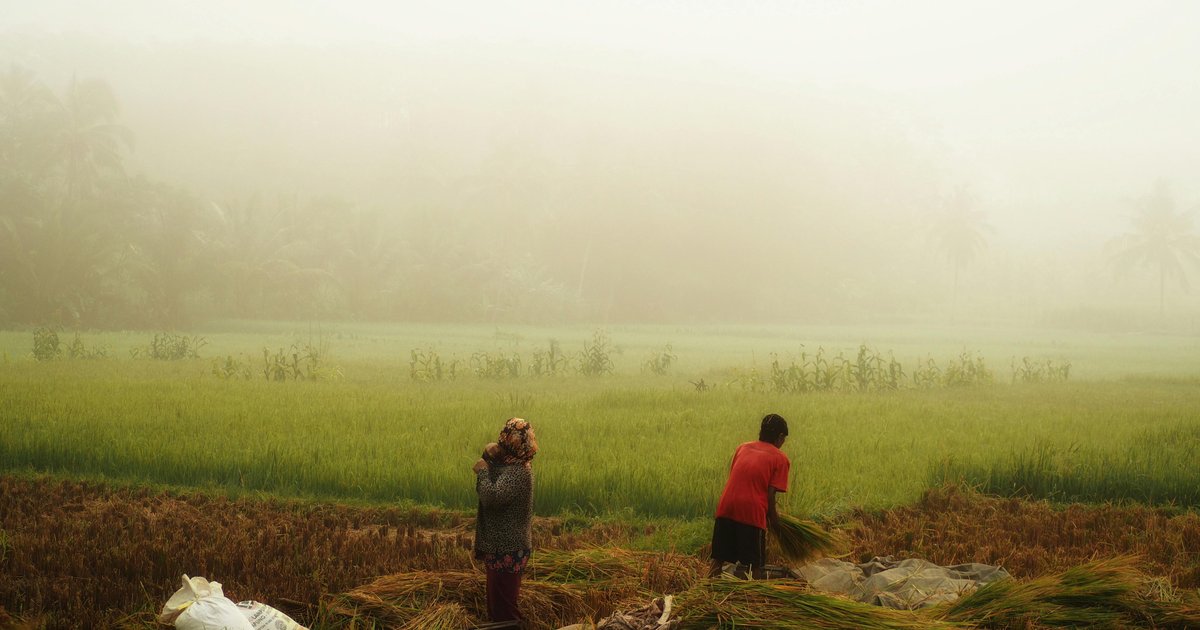 تحديات المزارعين الإندونيسيين وتأثيرها على الاقتصاد