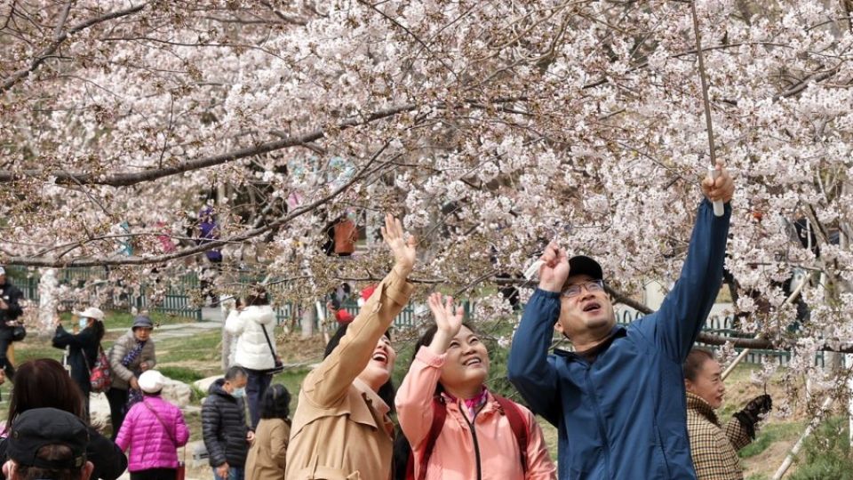 Visiteurs dans les jardins de Pékin pour les cerisiers en fleurs