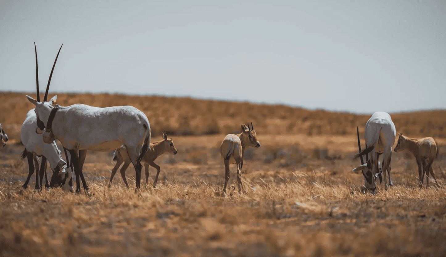 Réduire les émissions de carbone avec des drones