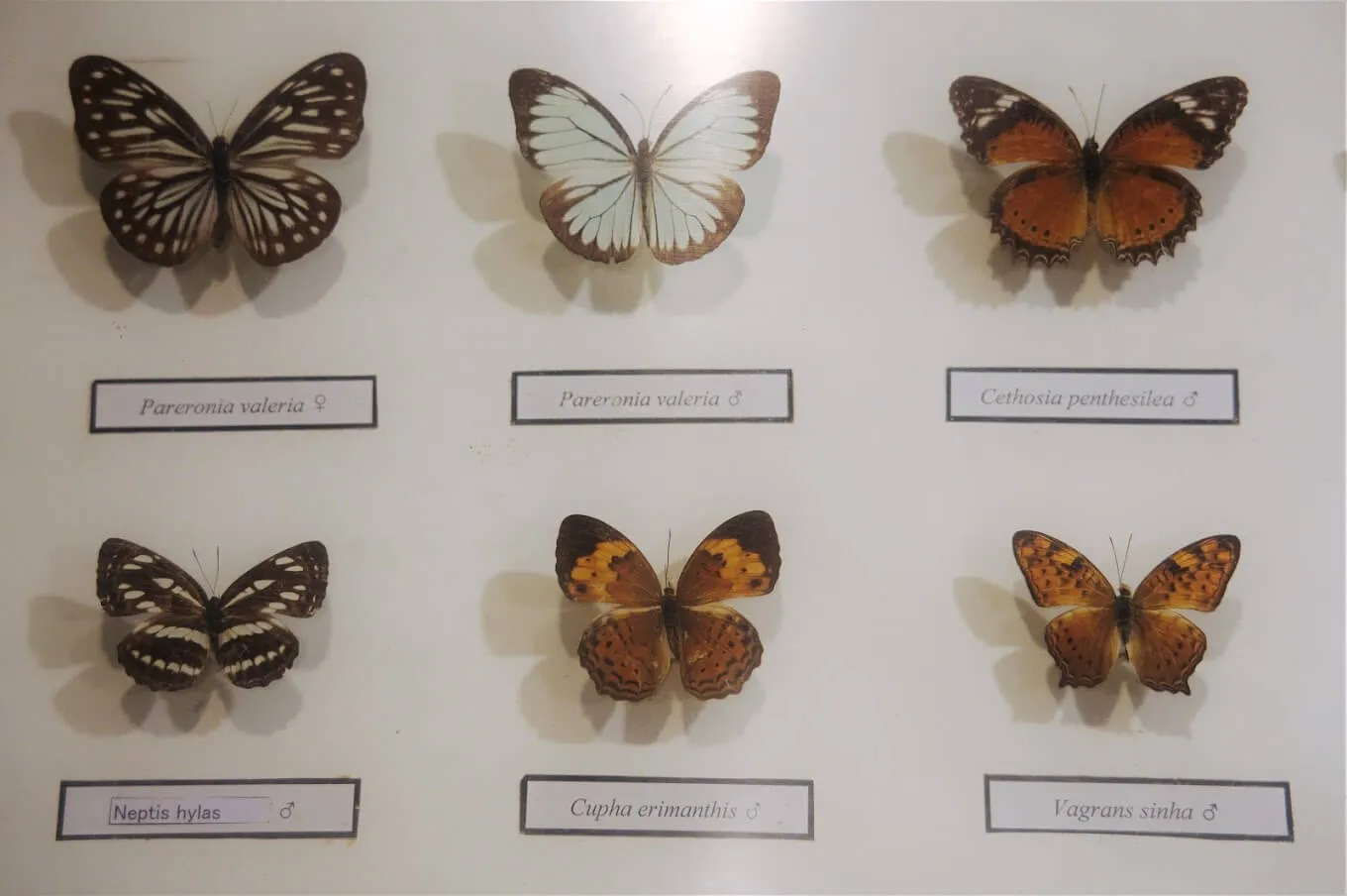 نوسا تنغارا بارات تدعو لوقف الجدل حول السكرتير