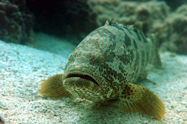 Abou Dhabi interdit la pêche de deux espèces de poissons