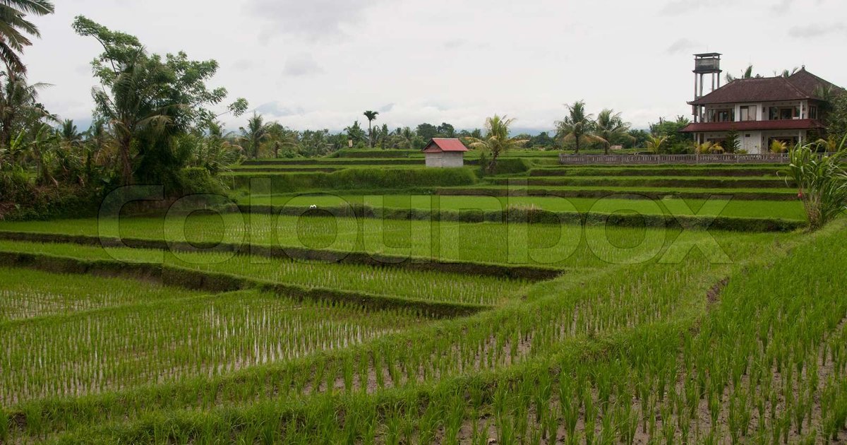 Aumentar tierras agrícolas en Sulawesi Tenggara para seguridad alimentaria
