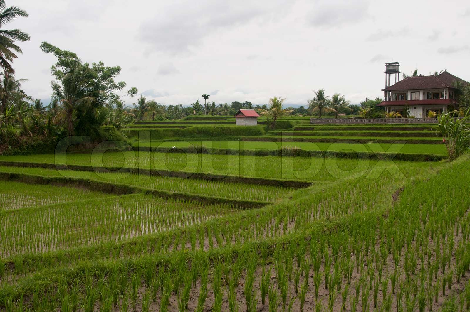 زيادة الأراضي الزراعية في سولاويزي تنغارا لتعزيز الأمن الغذائي