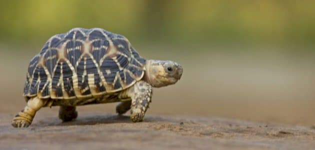 أسرار عمر السلحفاة جوناثان