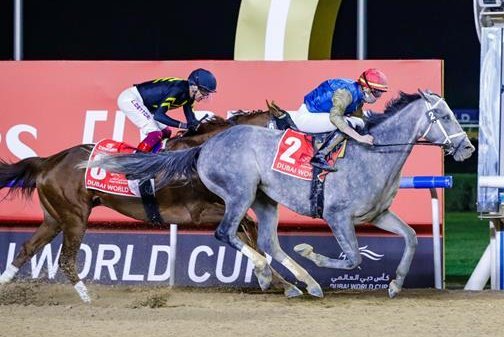 استعدادات كأس دبي العالمي للخيول