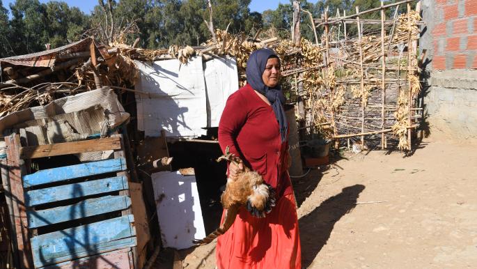 Tunisian Chicken Shortage and Price Surge Crisis