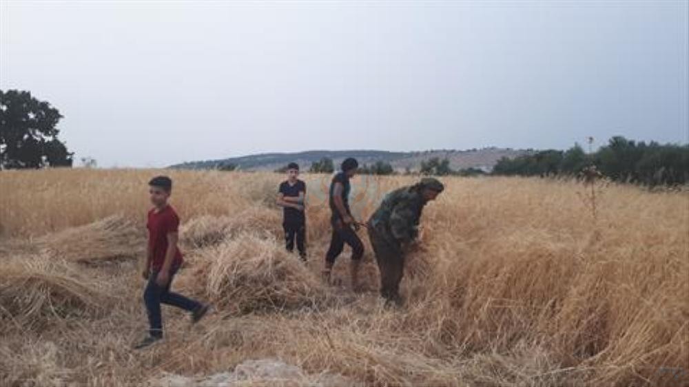 ارتفاع الحرارة ونشاط الرياح يهددان محاصيل القمح