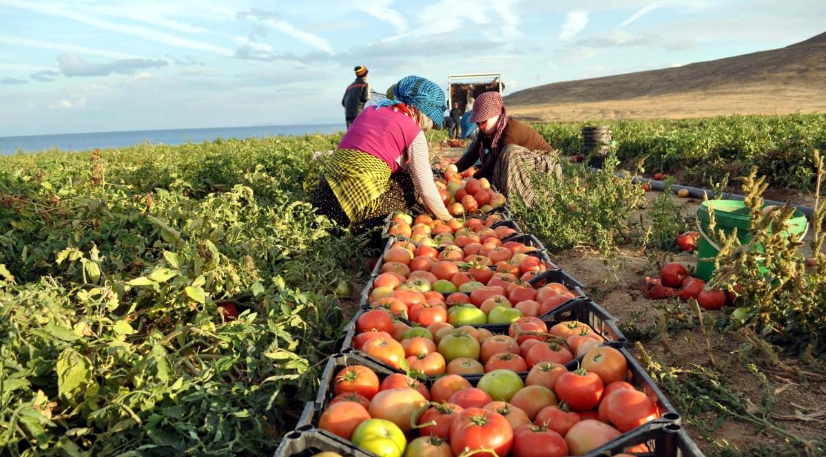 الصادرات الزراعية المصرية تتجاوز 5 ملايين طن